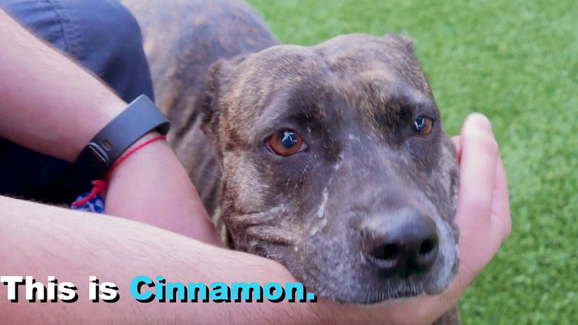 Animal Services Ride Along (Cinnamon)
